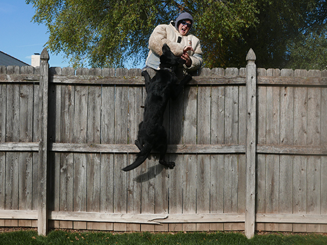 Personal Protection Dog attack