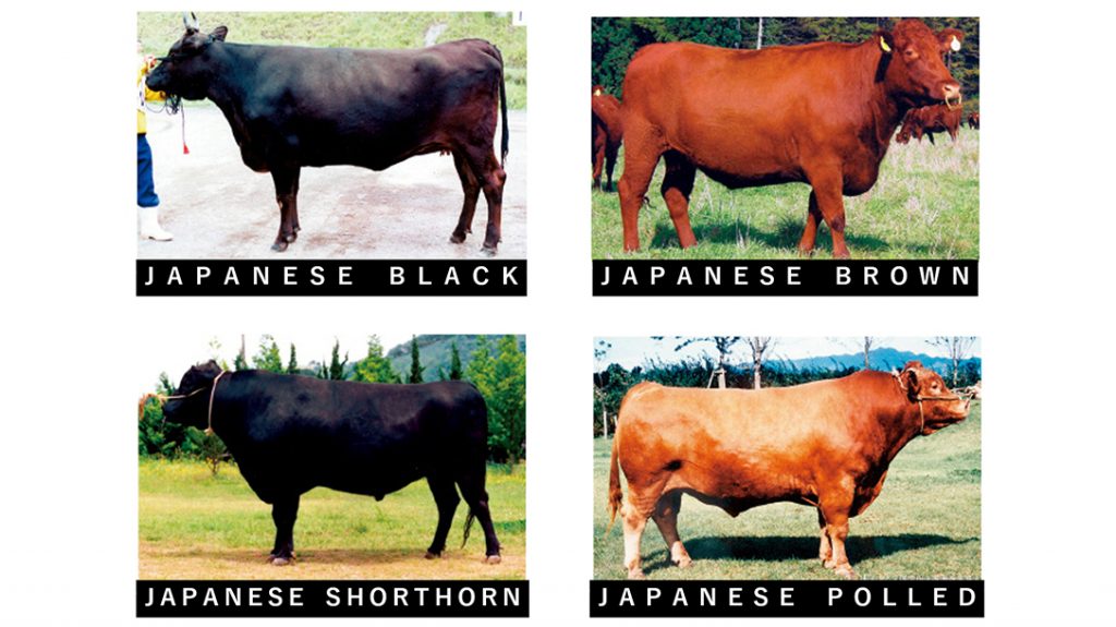 Japanese Cow