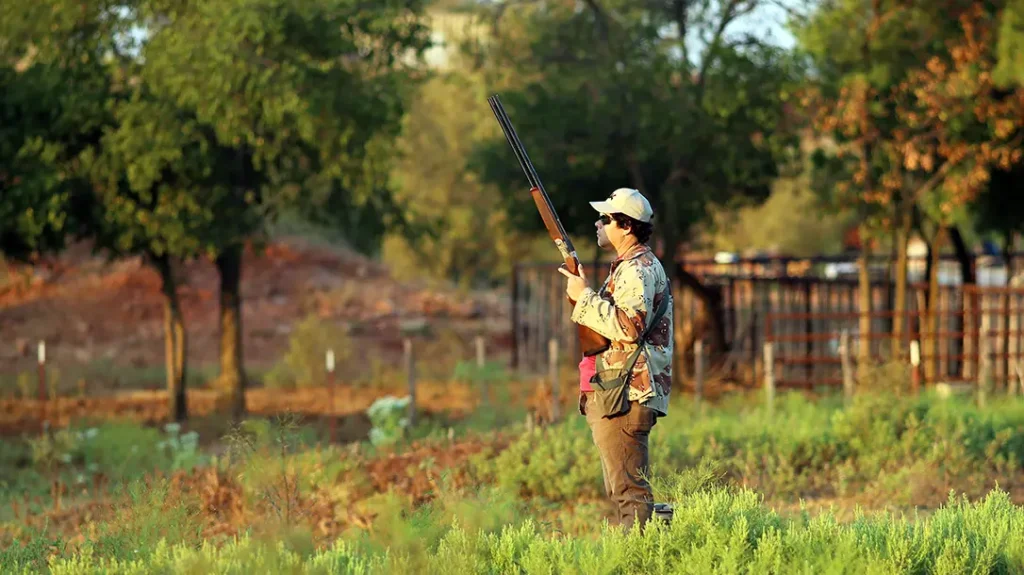 Texas dove hunting in a field. 
