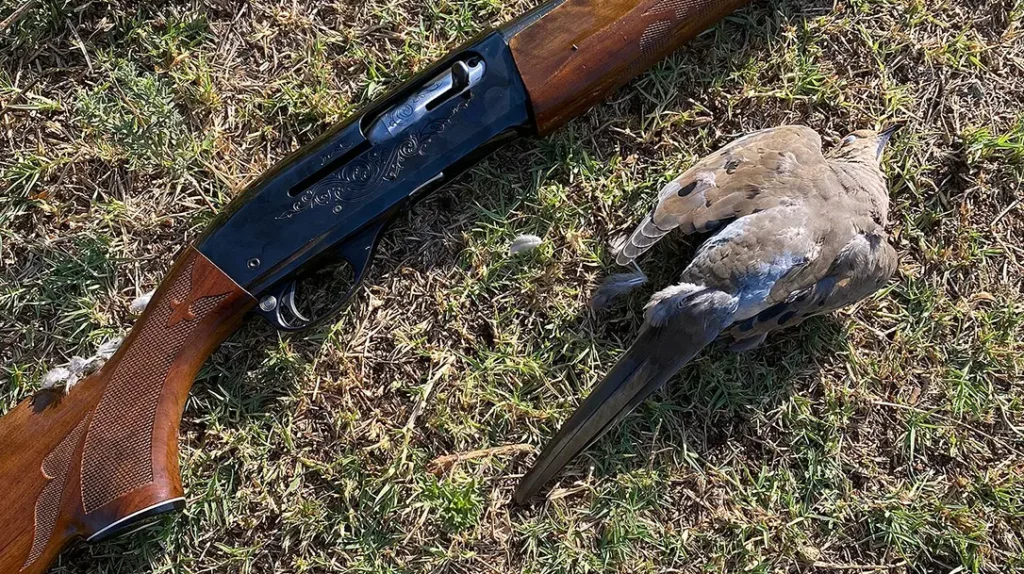 Remington 1100 and a downed dove.
