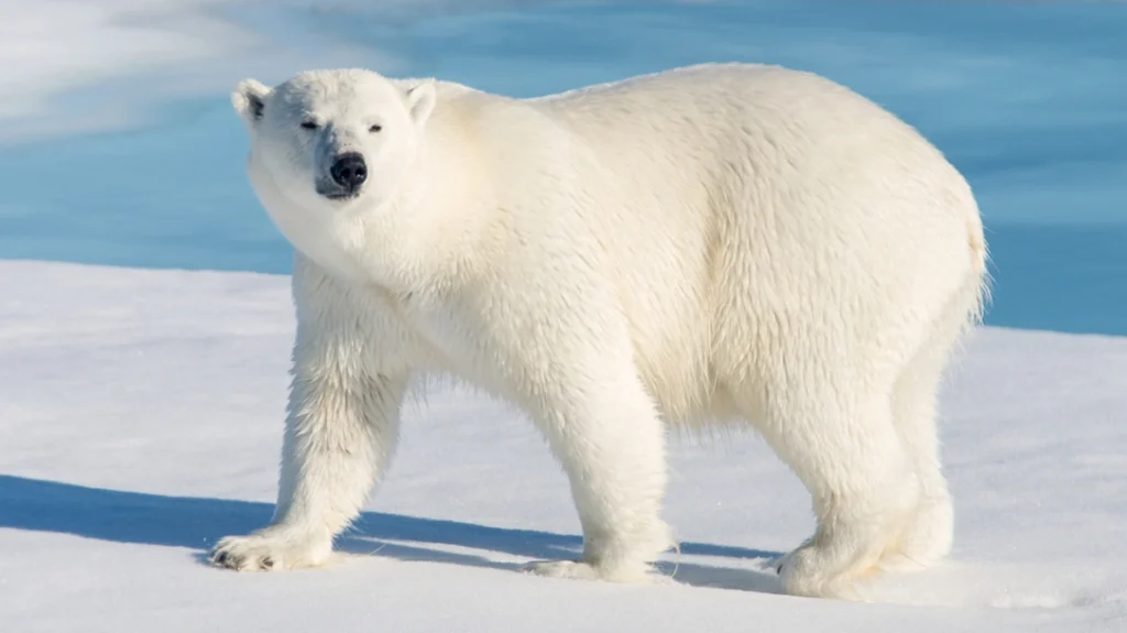 A fully grown male polar bear will reach 1,700 pounds. Polar bears are also one of the few animal species that will actively hunt humans.