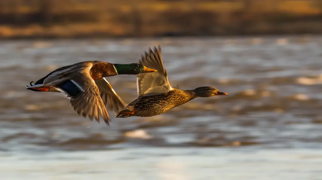 Ducks in flight. 
