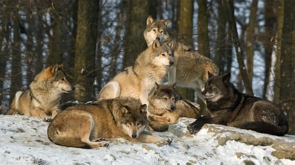 The loud boom and scattering ammo of the Blunderbuss was used to deter wolves from killing domestic livestock in the Old West. 