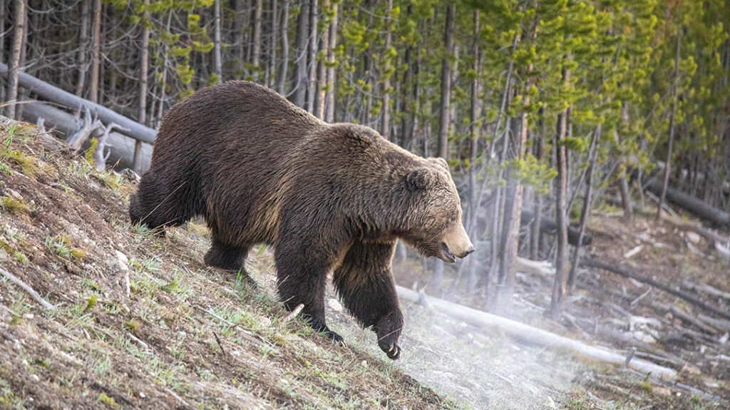 It is important to understand the dangers bears can represent.