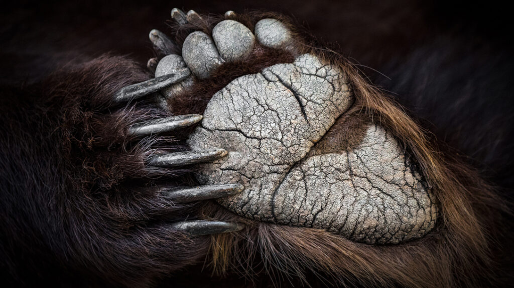 Black bear and grizzlies have different prints.