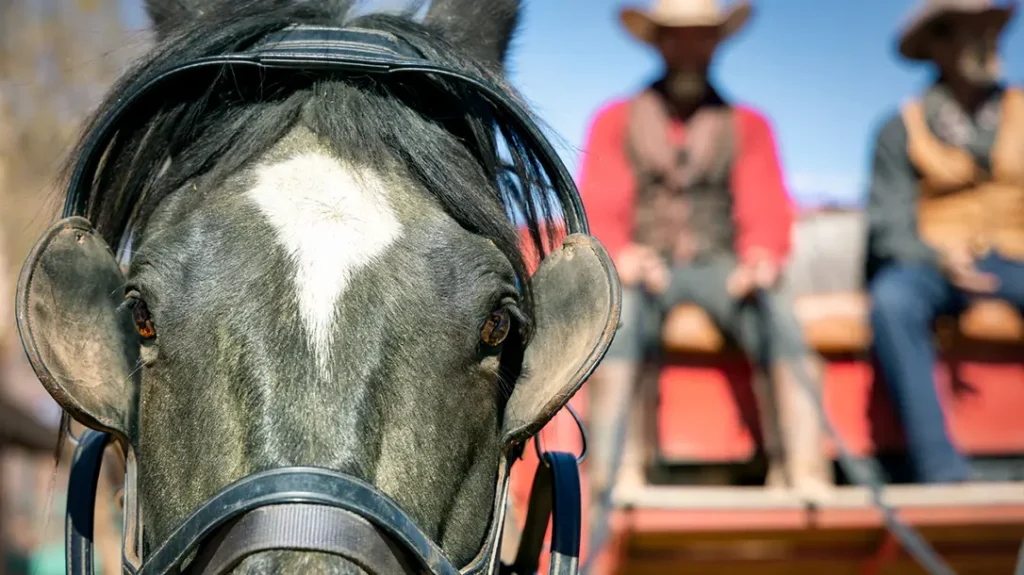 Stagecoach Drivers Considered to Be the Beast Holding the Reins.